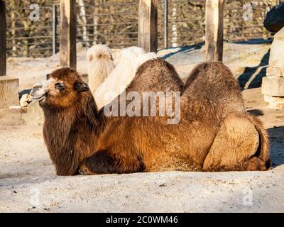 Domestic Bactrian Camel, Camelus bactrianus ferus, with long brown fur lying on the ground, native to the steppes of Central Asia Stock Photo