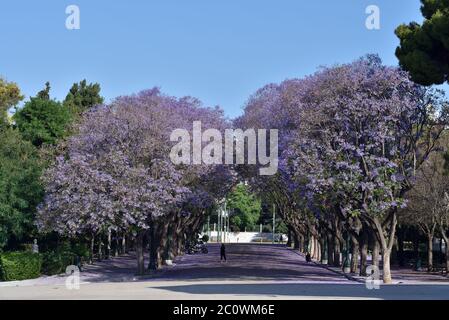 Jacaranda mimosifolia trees in Zappeion, Athens, Greece Stock Photo