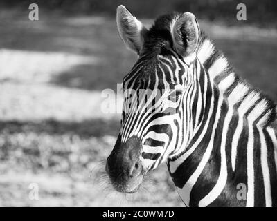 Close-up portrait of Chapman's zebra, Equus quagga chapmanni, in black and white Stock Photo