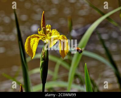 Yellow flag iris Iris pseudacorusand a bumble bee, grows in wetlands marshes and waterside margins Stock Photo