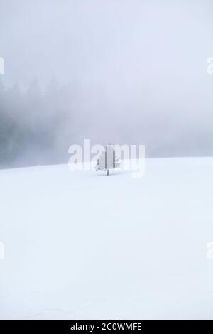 single tree in snow Stock Photo - Alamy
