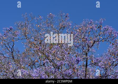 Jacaranda mimosifolia branches with flowers in Zappeion, Athens, Greece Stock Photo