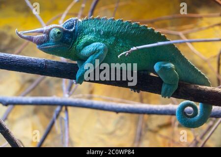 Green-blue chameleon sitting on the branch in terrarium Stock Photo