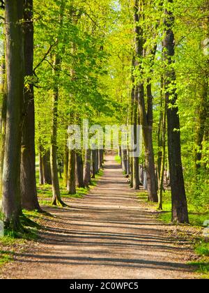 Country road alley in the spring forest Stock Photo