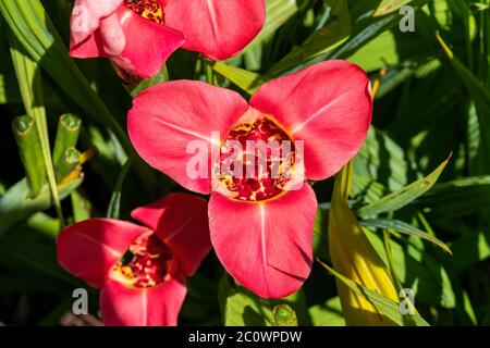 Tigridia pavonia 'Aurea' a tender bulbous summer autumn perennial flower plant commonly known as Mexican Tiger Flower Stock Photo