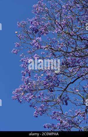 Jacaranda mimosifolia branches with flowers in Zappeion, Athens, Greece Stock Photo