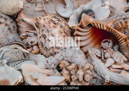 Collection of beautiful unique sea shells of various sizes Stock Photo