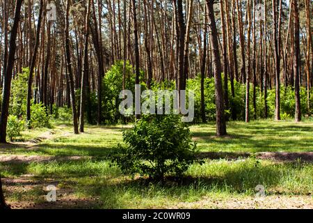 small tree grows in pine forest Stock Photo