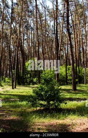 small tree grows in pine forest Stock Photo