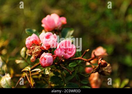 Photo of beutiful pink roses in the park Stock Photo