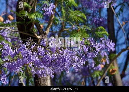 Jacaranda mimosifolia branches with flowers in Zappeion, Athens, Greece Stock Photo