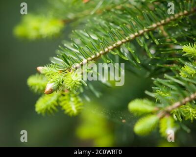 Detailed view of green lush spruce branch. Christmas theme. Shallow depth of field. Stock Photo