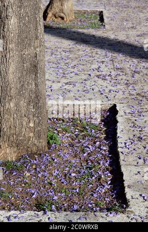 Jacaranda mimosifolia flowers fallen near tree roots in Zappeion, Athens, Greece Stock Photo