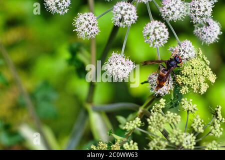 Wasp pollinating on a white flower. Vespula Germanica Stock Photo