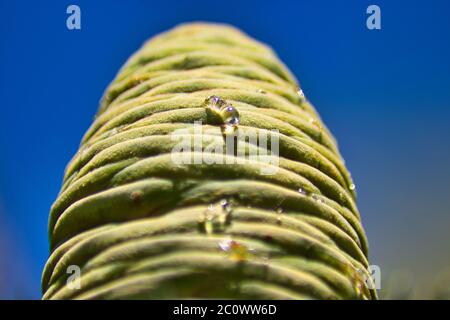 Green pine cone with some resin drops with blue sky in the background Stock Photo