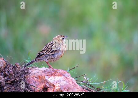 A local Kenyan birds in colorful colors sit on the branches of a tree Stock Photo