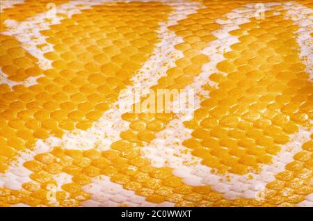 Yellow Python Skin Stock Photo