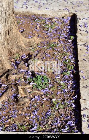 Jacaranda mimosifolia flowers fallen near tree roots in Zappeion, Athens, Greece Stock Photo