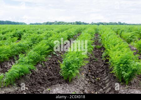 Carrots growing on a field in summer Stock Photo