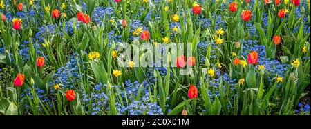 Tulips, daffodils, Butchart Gardens, Brentwood Bay, near Victoria, British Columbia, Canada Stock Photo