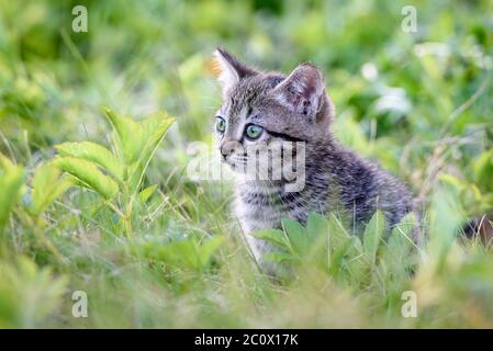 A small charming kitten on the background of a green lawn Stock Photo