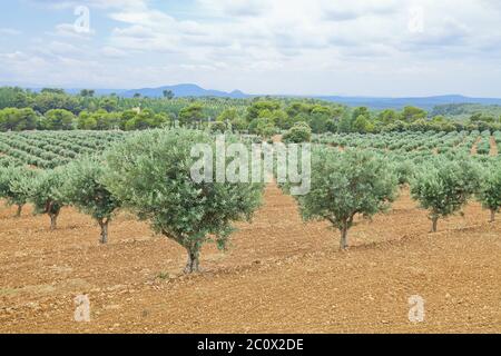 Traditional plantation of olive trees. Provence, France Stock Photo