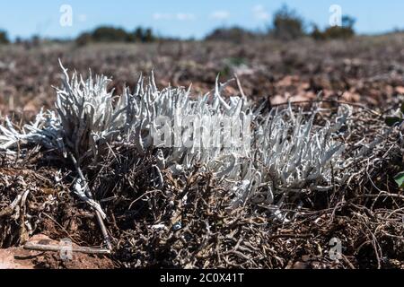 Whiteworm lichen closeup in a great barren landscape on the island Oland in Sweden Stock Photo