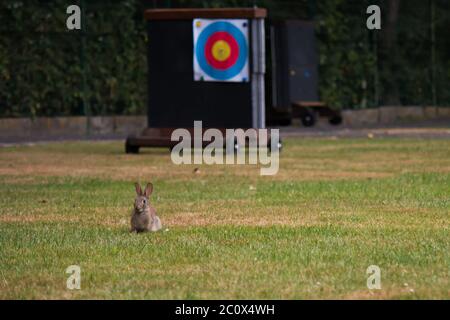 Young wild rabbit (Oryctolagus cuniculus) standing in the grass on an archery shooting range Stock Photo