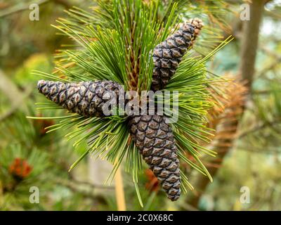 Arrangement of three cones on the branch of a Bosnian pine tree, Pinus heldreichii Stock Photo