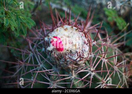 Close-up view of a Melocactus bearing a fruit in the Aruban mondi Stock Photo