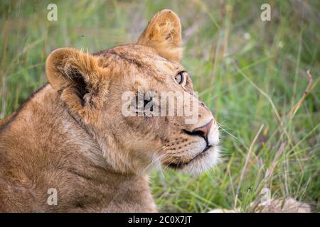 A face of a young lioness in close-up Stock Photo