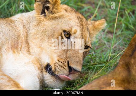 One young lion in close-up, the face of a nearly sleeping lion Stock Photo