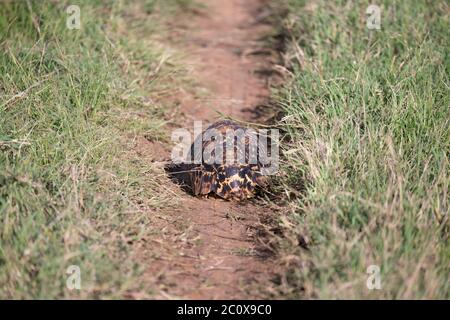 One turtle crawls between the grass in the savannah Stock Photo