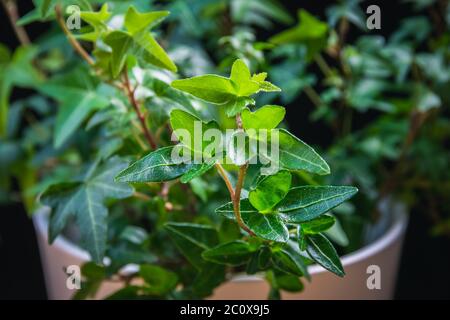 Decorative foliage of ivy, Hedera helix Mini Heron UK garden September  Stock Photo - Alamy