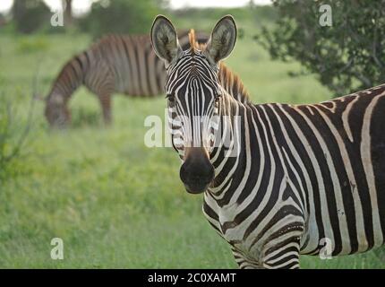 well lit Plains Zebra (Equus quagga/Equus burchellii),with strong pattern looks at camera with another grazing behind in Tsavo East NP Kenya, Africa Stock Photo