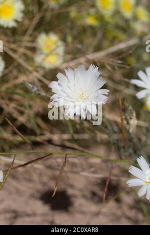Blooms of Desert Chicory, Rafinesquia Neomexicana, Asteraceae, native annual in the outskirts of Twentynine Palms, Southern Mojave Desert, Springtime. Stock Photo