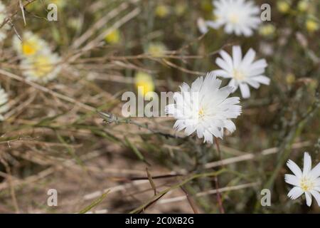 Blooms of Desert Chicory, Rafinesquia Neomexicana, Asteraceae, native annual in the outskirts of Twentynine Palms, Southern Mojave Desert, Springtime. Stock Photo