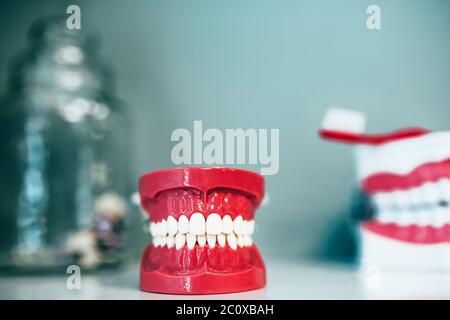 Models of the human jaw in the dentist office - Model of the jaw for prosthetics Stock Photo