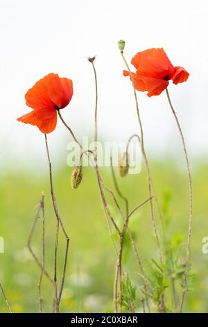 Two amazing red wild corn poppies, Papaver rhoeas,  and two buds in the meadow on a summer day. Closeup. Defocused background Stock Photo