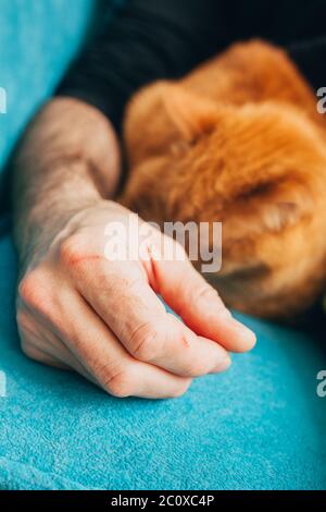 The red cat sleeps comfortably near the owner - animals love affection Stock Photo