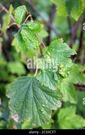 blackcurrant leaves damaged by fungal disease Fusarium or Verticillium ...