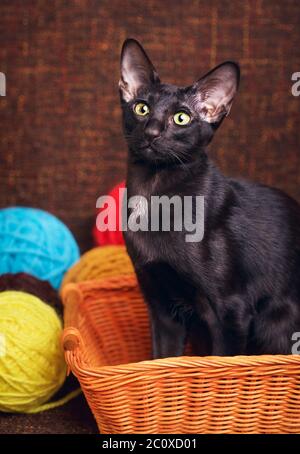 Black Oriental Shorthair Cat Sitting In Wooden Basket Stock Photo
