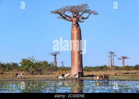 herd of cows near baobab alley water lilies in pond. Stock Photo