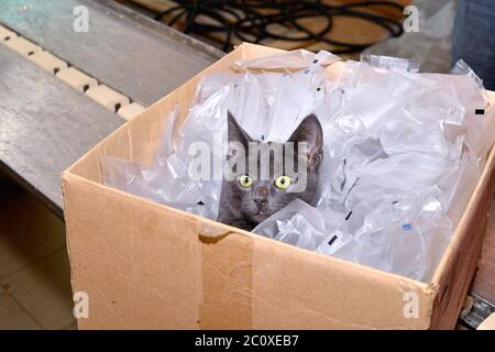 Black cat sitting in a cardboard box including packing bags factory Stock Photo