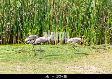 Birds in Safari World Zoo in Bangkok in a summer day Stock Photo