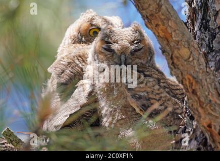 Two baby Great Horned Owls cuddle together on a branch of a large pine tree. Stock Photo
