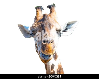 Giraffe head isolated on white background. Wild animal portrait. Stock Photo