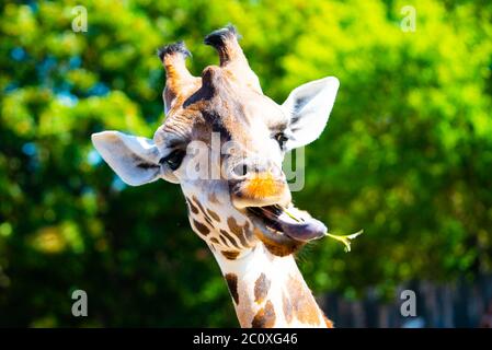 Portrait of giraffe with long tongue chewing small twig from tree. Stock Photo