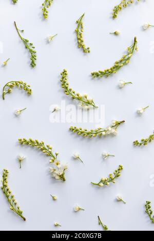 Flat lay of bird cherry twigs with flowers, inflorescences-brushes on light blue background. Spring time. Stock Photo