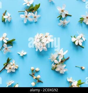 Flat lay of bird cherry twigs with flowers, inflorescences-brushes on light blue background. Spring time. Stock Photo